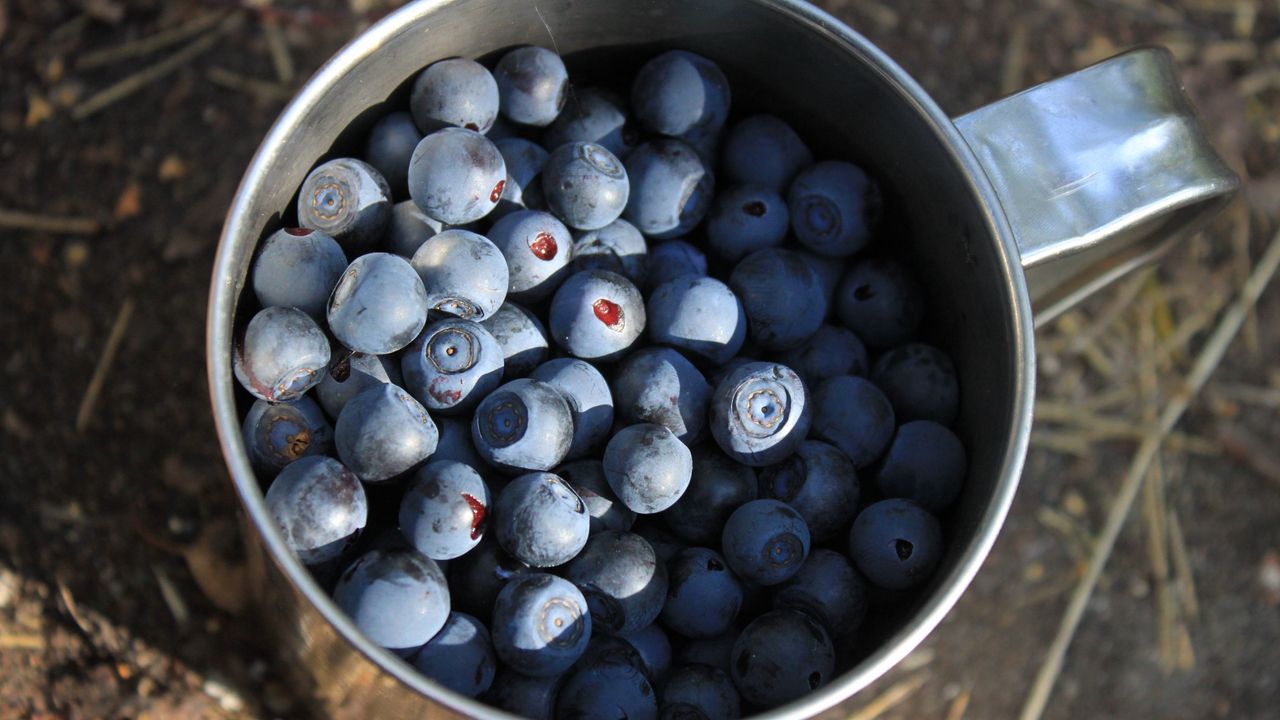 Wallpaper blueberries, berries, cup