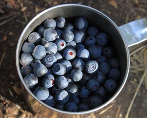Preview wallpaper blueberries, berries, cup