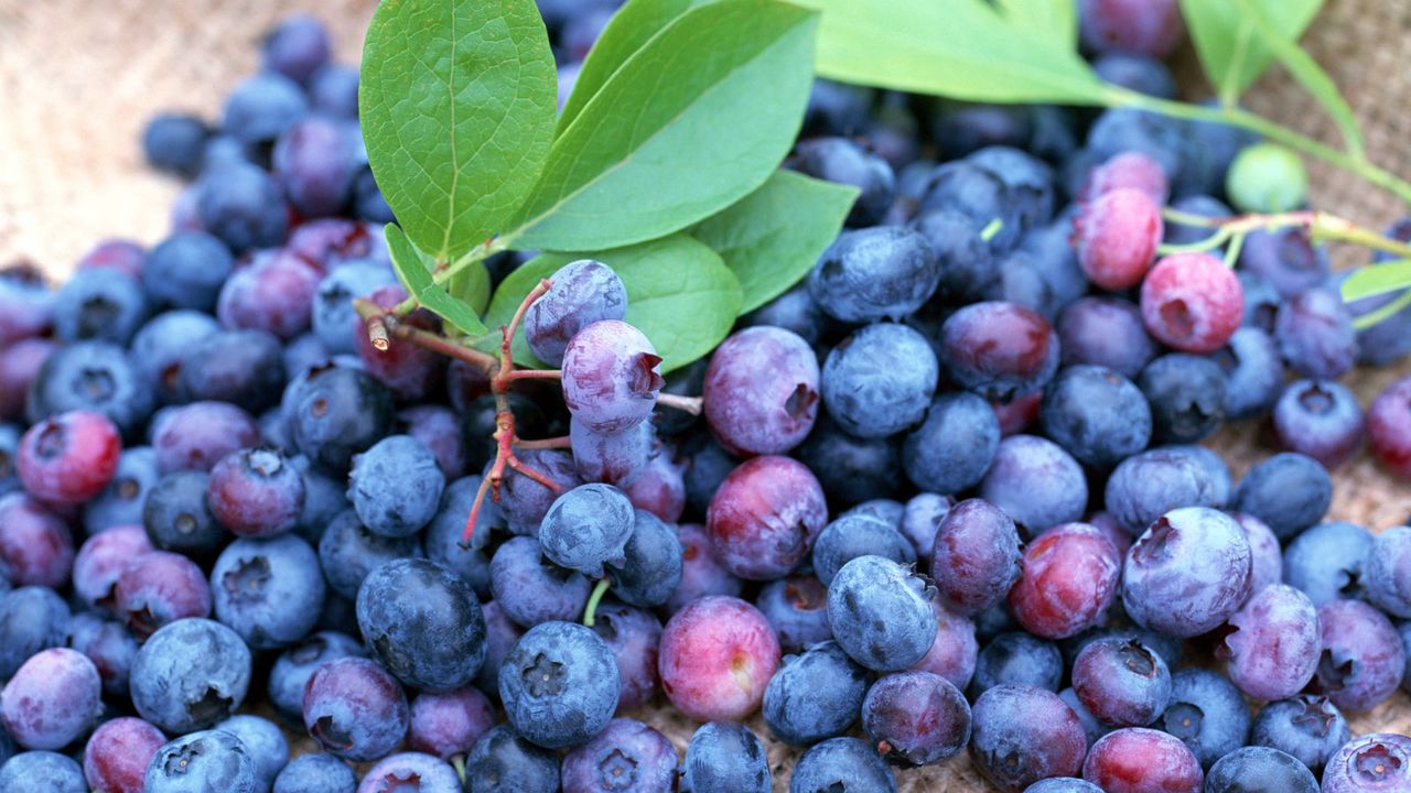 Wallpaper blueberries, berries, many, ripe