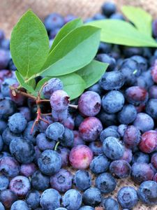 Preview wallpaper blueberries, berries, many, ripe