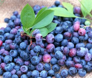 Preview wallpaper blueberries, berries, many, ripe
