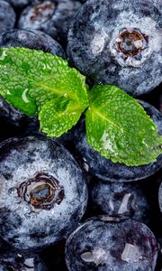 Preview wallpaper blueberries, berries, mint, wet, macro