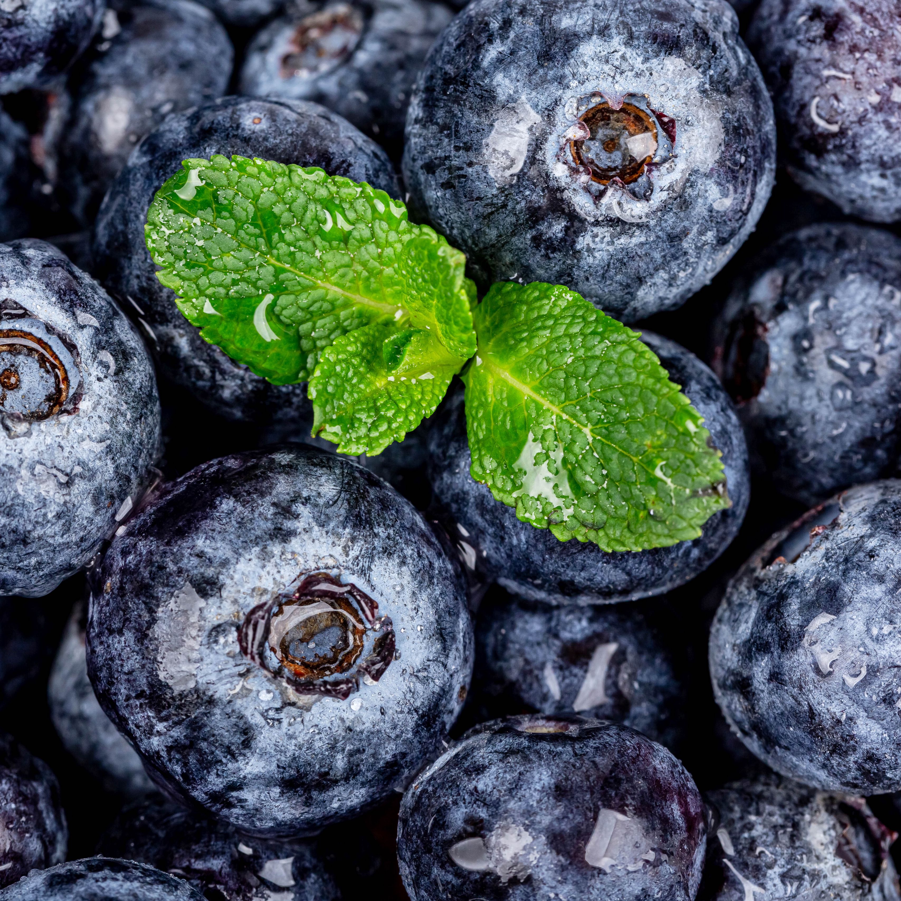 3415x3415 Wallpaper blueberries, berries, mint, wet, macro