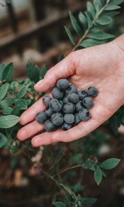 Preview wallpaper blueberries, berries, ripe, hand, bush