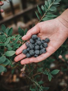 Preview wallpaper blueberries, berries, ripe, hand, bush