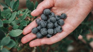 Preview wallpaper blueberries, berries, ripe, hand, bush