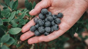 Preview wallpaper blueberries, berries, ripe, hand, bush