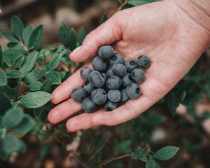 Preview wallpaper blueberries, berries, ripe, hand, bush