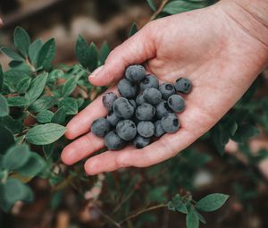 Preview wallpaper blueberries, berries, ripe, hand, bush