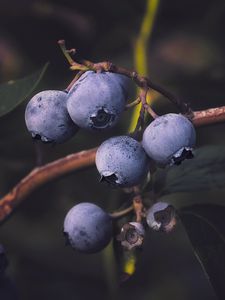 Preview wallpaper blueberries, berry, branch