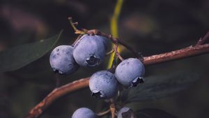 Preview wallpaper blueberries, berry, branch