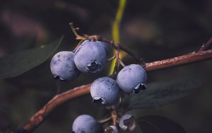 Preview wallpaper blueberries, berry, branch
