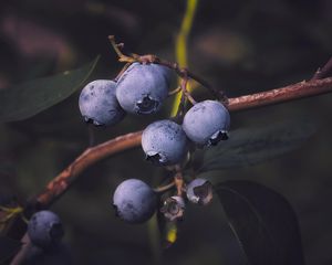 Preview wallpaper blueberries, berry, branch
