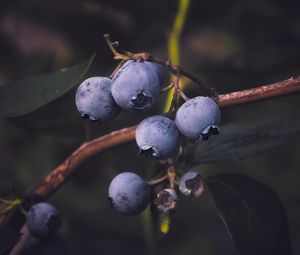 Preview wallpaper blueberries, berry, branch