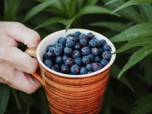 Preview wallpaper blueberries, berry, cup, hand