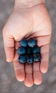 Preview wallpaper blueberries, berry, palm