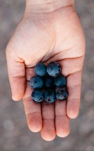 Preview wallpaper blueberries, berry, palm