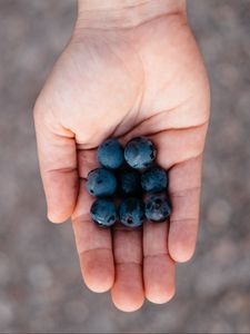 Preview wallpaper blueberries, berry, palm