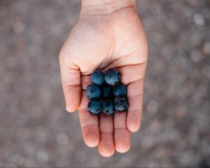 Preview wallpaper blueberries, berry, palm