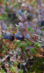 Preview wallpaper blueberries, branches, berries