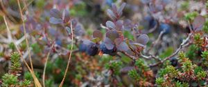 Preview wallpaper blueberries, branches, berries