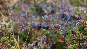 Preview wallpaper blueberries, branches, berries