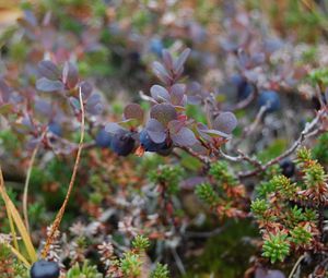 Preview wallpaper blueberries, branches, berries