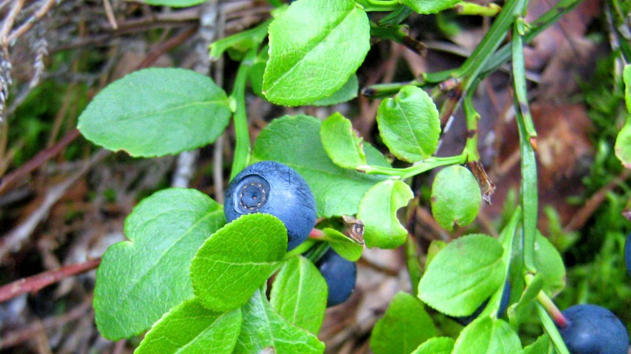 Wallpaper blueberries, herbs, berries, leaves