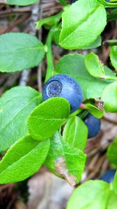 Preview wallpaper blueberries, herbs, berries, leaves