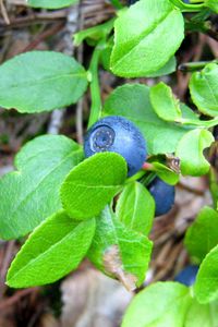 Preview wallpaper blueberries, herbs, berries, leaves