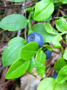 Preview wallpaper blueberries, herbs, berries, leaves