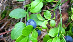 Preview wallpaper blueberries, herbs, berries, leaves