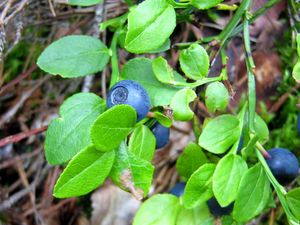 Preview wallpaper blueberries, herbs, berries, leaves