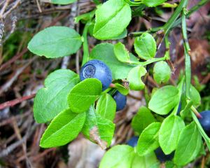 Preview wallpaper blueberries, herbs, berries, leaves