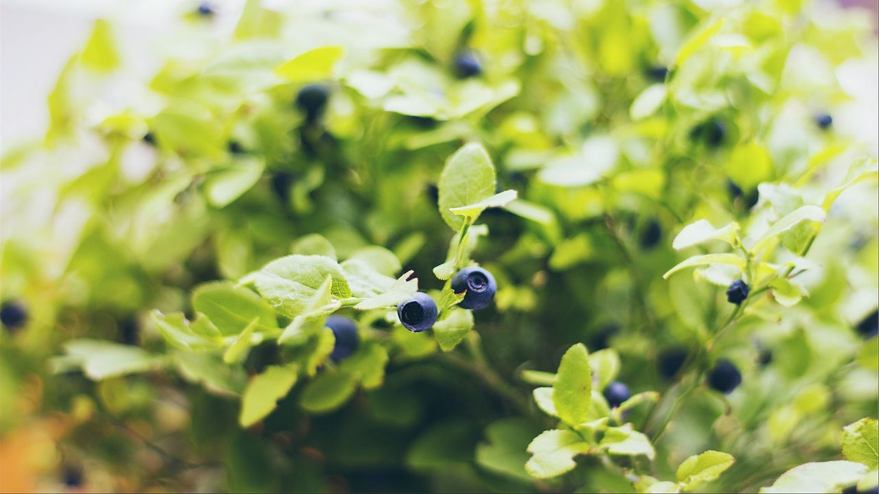 Wallpaper blueberries, twigs, berries