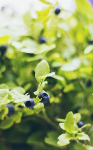Preview wallpaper blueberries, twigs, berries