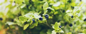 Preview wallpaper blueberries, twigs, berries