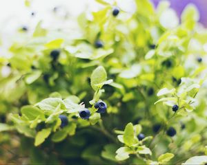 Preview wallpaper blueberries, twigs, berries