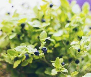 Preview wallpaper blueberries, twigs, berries