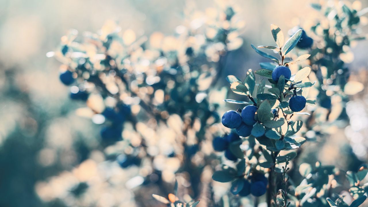 Wallpaper blueberry, berries, blue, bush, plant