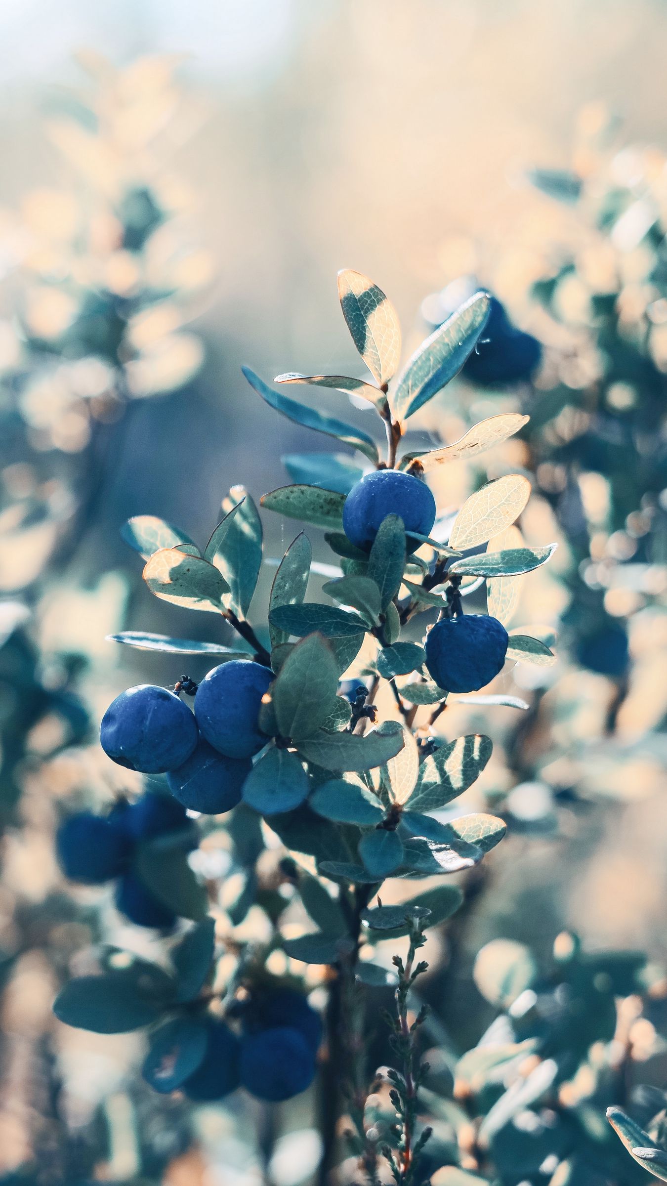 100+] Blueberry Wallpapers | Wallpapers.com