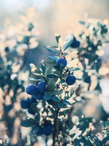 Preview wallpaper blueberry, berries, blue, bush, plant