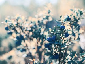 Preview wallpaper blueberry, berries, blue, bush, plant