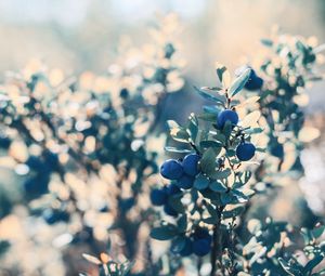 Preview wallpaper blueberry, berries, blue, bush, plant