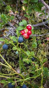 Preview wallpaper blueberry, berries, bush, plants