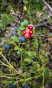 Preview wallpaper blueberry, berries, bush, plants