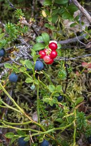 Preview wallpaper blueberry, berries, bush, plants