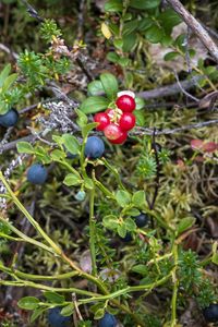 Preview wallpaper blueberry, berries, bush, plants