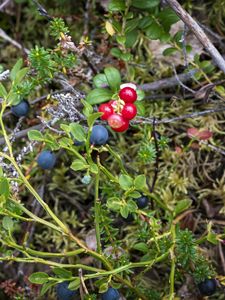 Preview wallpaper blueberry, berries, bush, plants