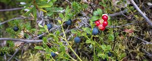 Preview wallpaper blueberry, berries, bush, plants